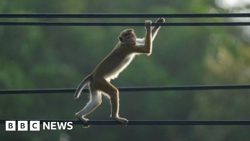 Sri Lanka: Minister blames monkey for nationwide power cut