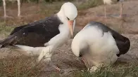 Wisdom, The World's Oldest Bird, Lays Egg At 74 Years Old After Finding New Mate