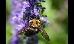 Lack of Detailed Data Obstructs Conservation Efforts for US Wild Bees