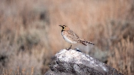 Female Streaked Horned Lark [OC]