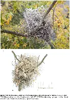 Bird nests made from anti-bird spikes