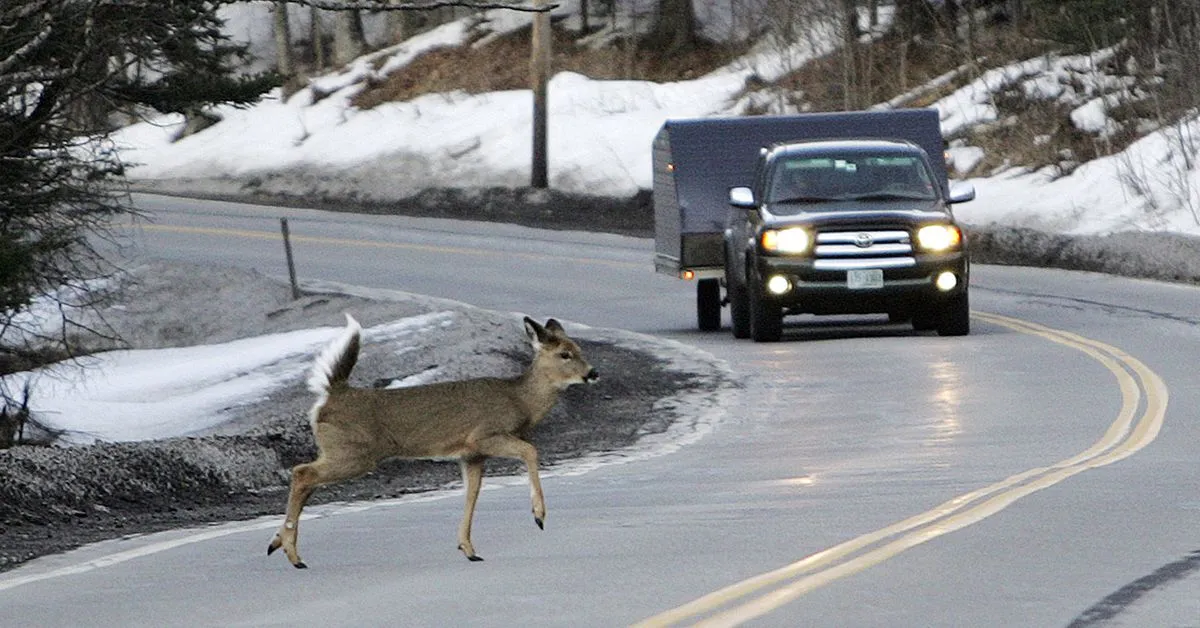 How cars ruin wild animals’ lives