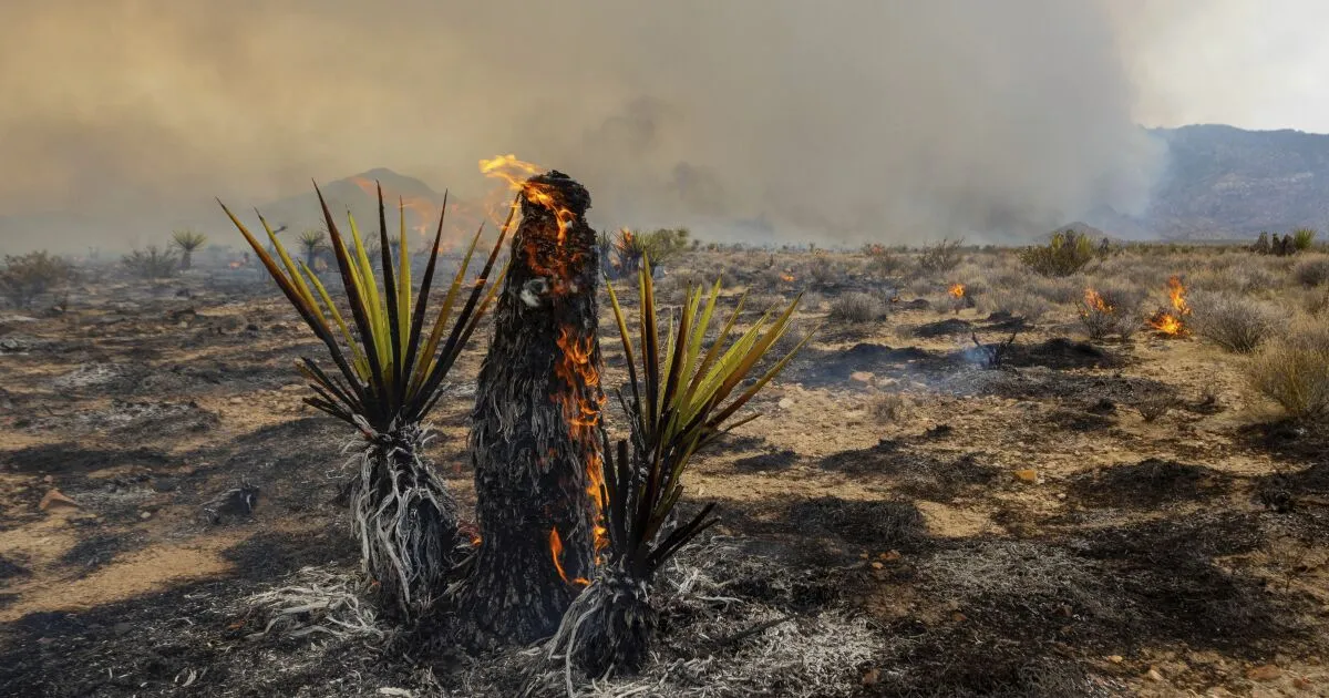 As Joshua trees burn, massive wildfire threatens to forever alter Mojave Desert