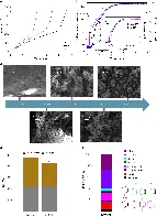 Decontaminating toxic tires: Researchers show ability to remove toxic particles from end-of-life tires