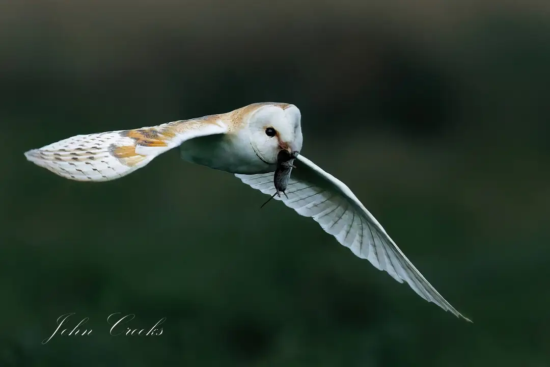 Bringing Home the Groceries