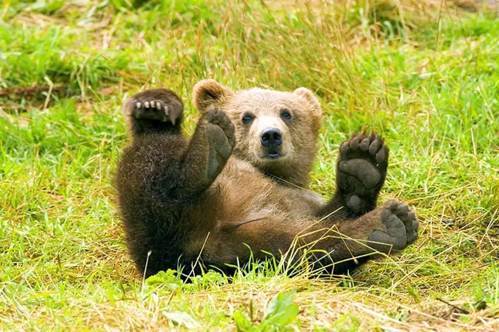 Sweden Will Kill Nearly 500 Brown Bears This Year