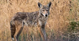 3 coyotes shot dead in Golden Gate Park after girl bitten. More could be culled