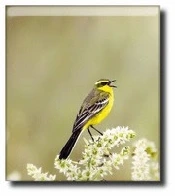 Bird Music Ringtones