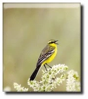 Bird Music Ringtones