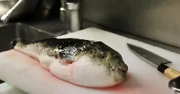 10-year-old girl in Japan becomes youngest person certified to prepare poisonous pufferfish — a delicacy that can be deadly