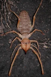 Solifugae - Wikipedia