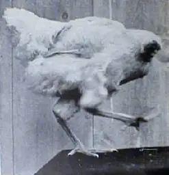 Mike the Headless Chicken - Wikipedia