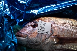No tritium found in fish one month after Fukushima water release