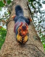 Giant multi-colored squirrels of India