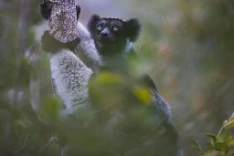 Lemur communication shows how humans evolved to create music