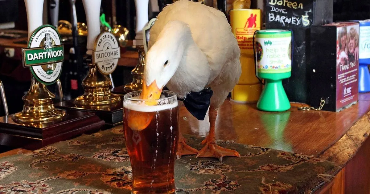 Duck Wearing Bow-Tie Walks Into Pub, Drinks Pint, Fights Dog