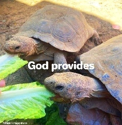 God provides tortoises