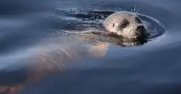 Endangered Saimaa ringed seals continue to flourish as population grows to 500