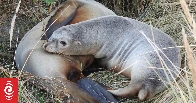 Sea lion killing in Dunedin 'devastating for community'