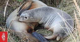 Sea lion killing in Dunedin 'devastating for community'