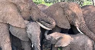 Every Elephant Has Its Own Name, Study Suggests [Paywall removed]