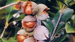 Macadamias 'as rare as the Wollemi pine' get new national recovery plan