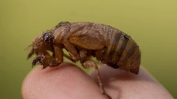 Invaders from underground are coming in cicada-geddon. It's the biggest bug emergence in centuries