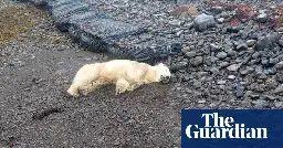 Rare polar bear shot dead by police in Iceland after being thought a threat