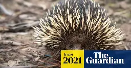 Australian researchers discover why only two of echidna’s four penis heads become erect at one time