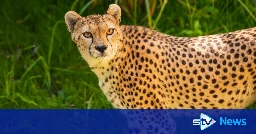 Cheetah dies following short illness one month after arriving at Edinburgh Zoo