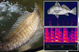Noisy fish sex keeping Florida residents up all night with bass-heavy groans: scientist