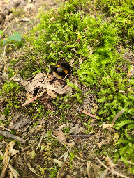 Buff-tailed Bumblebee