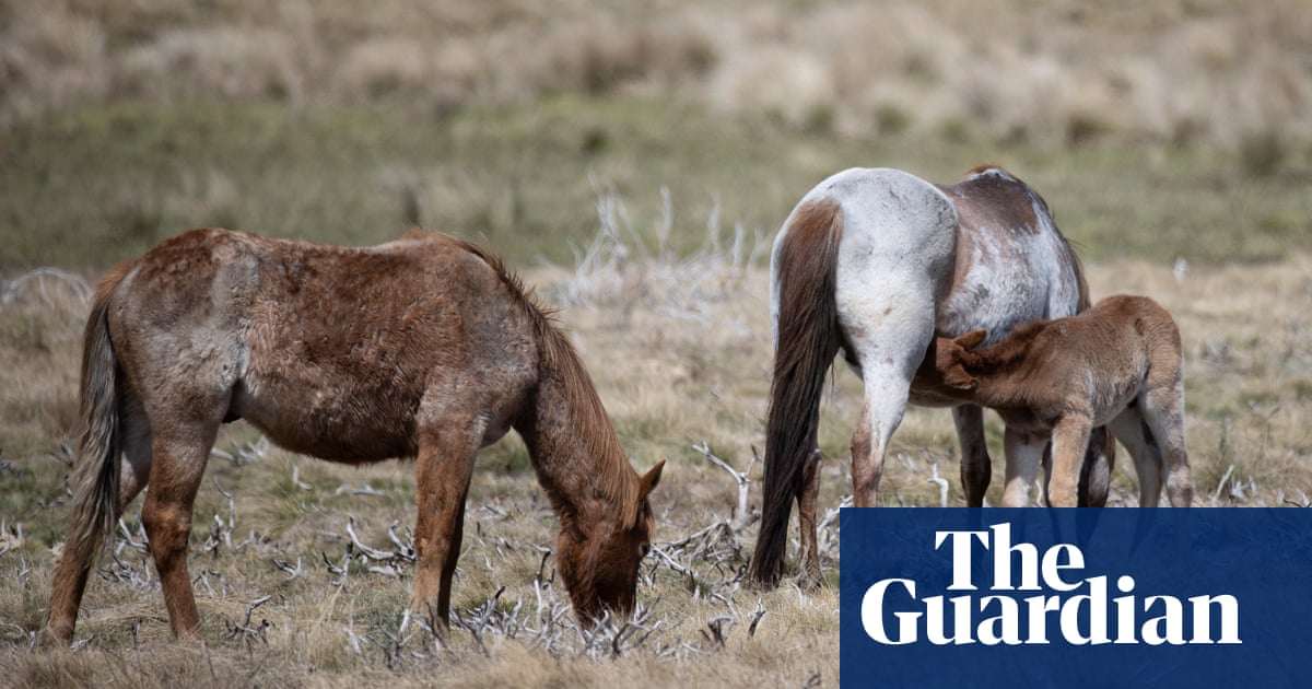 Environmentalists welcome plan to allow aerial shooting of feral horses in Kosciuszko national park