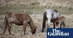 Environmentalists welcome plan to allow aerial shooting of feral horses in Kosciuszko national park