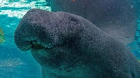 Manatee dies after ‘high-intensity sexual behavior' with brother at Florida aquarium