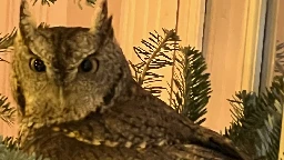 A Kentucky family gets an early gift: a baby owl in their Christmas tree