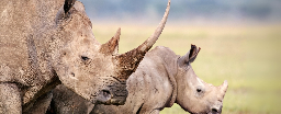 World First: Scientists Make Live Rhino Horns Radioactive to Fight Poaching in South Africa