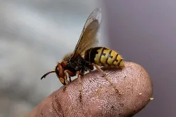 Philly thief steals a shop-vac filled with hundreds of giant hornets
