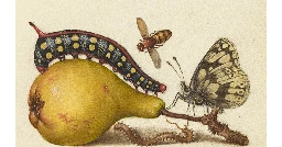 insects on a pear