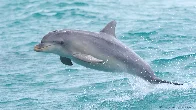 [OC] A dolphin jumps out of the water as it swims alongside a boat.