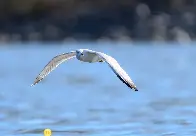 Adobe AI auto-fills part of a seagull photo with … a bitcoin