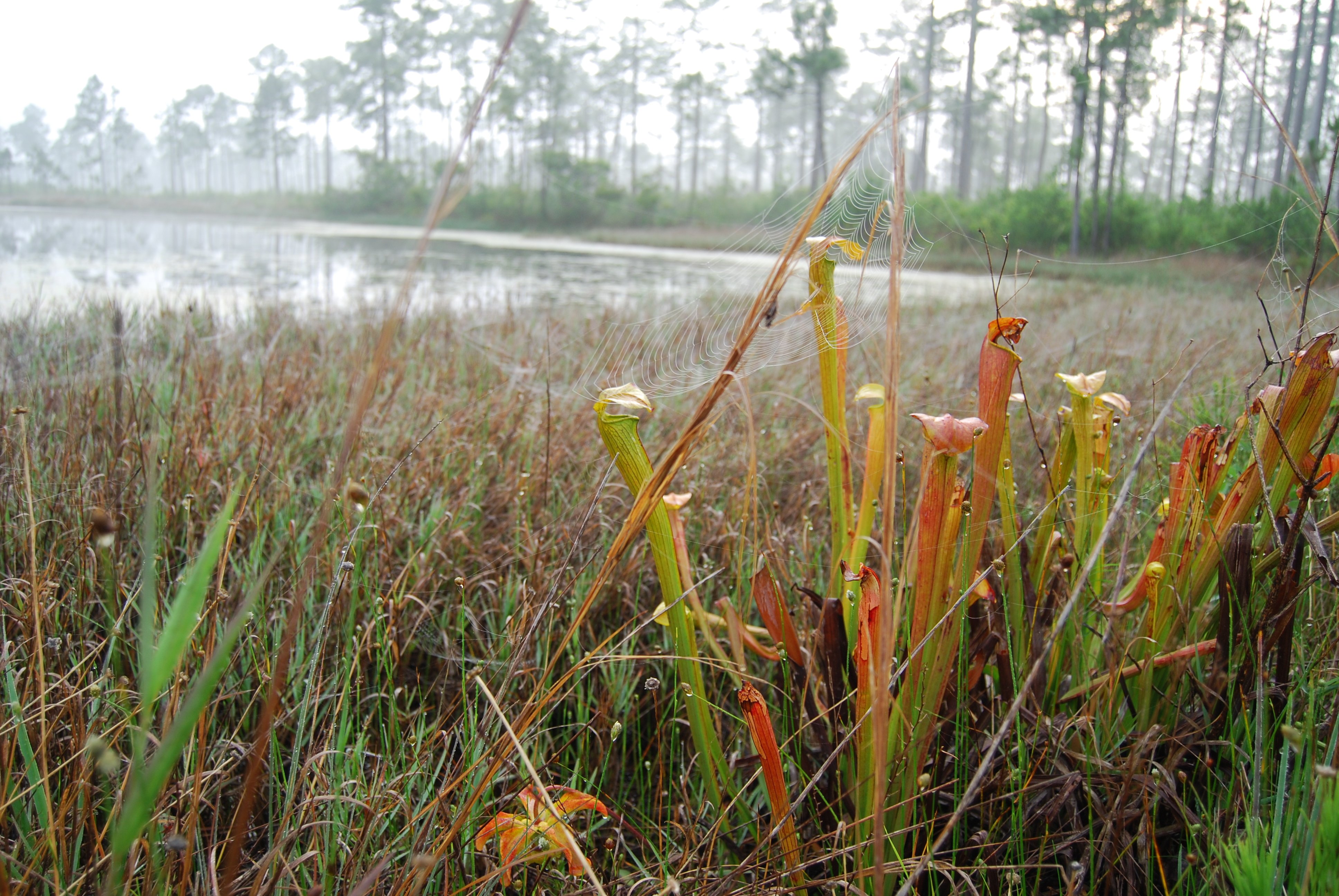 pitcher plants, mississippi sandhill crane national wildlife refuge