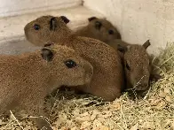 Capybara babies - look at those eyes!