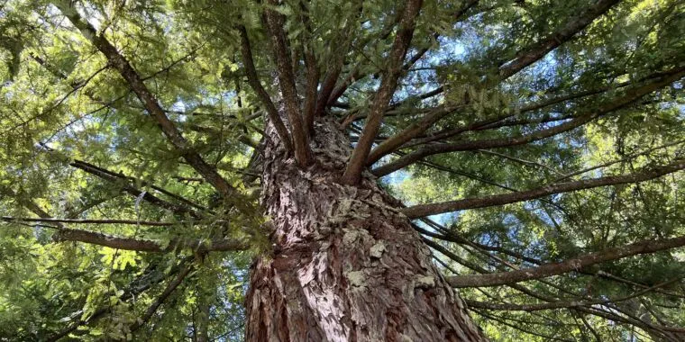 Redwoods are growing almost as fast in the UK as their Californian cousins