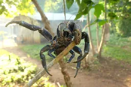 The Biggest Crabs In the World May Have Eaten Amelia Earhart