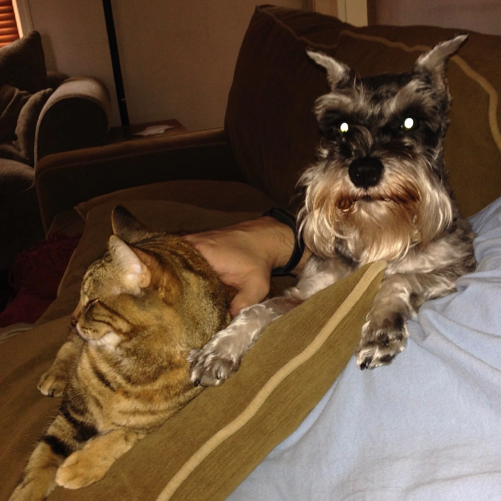 kitty and schnauzer pals