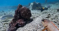 Octopuses seen hunting together with fish in rare video — and punching fish that don't cooperate