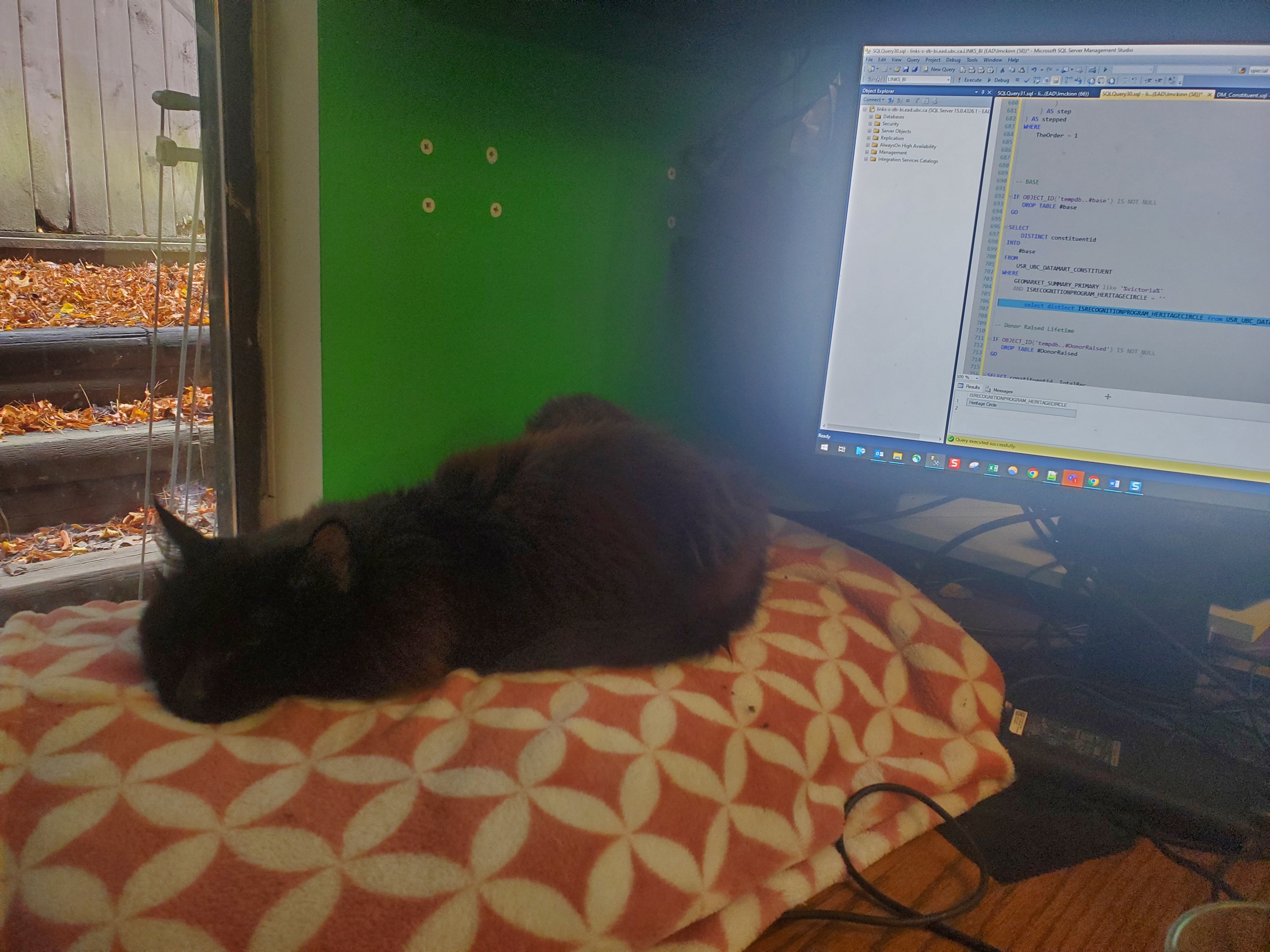 Betty grudgingly sleeping on the pillow instead of the computer.