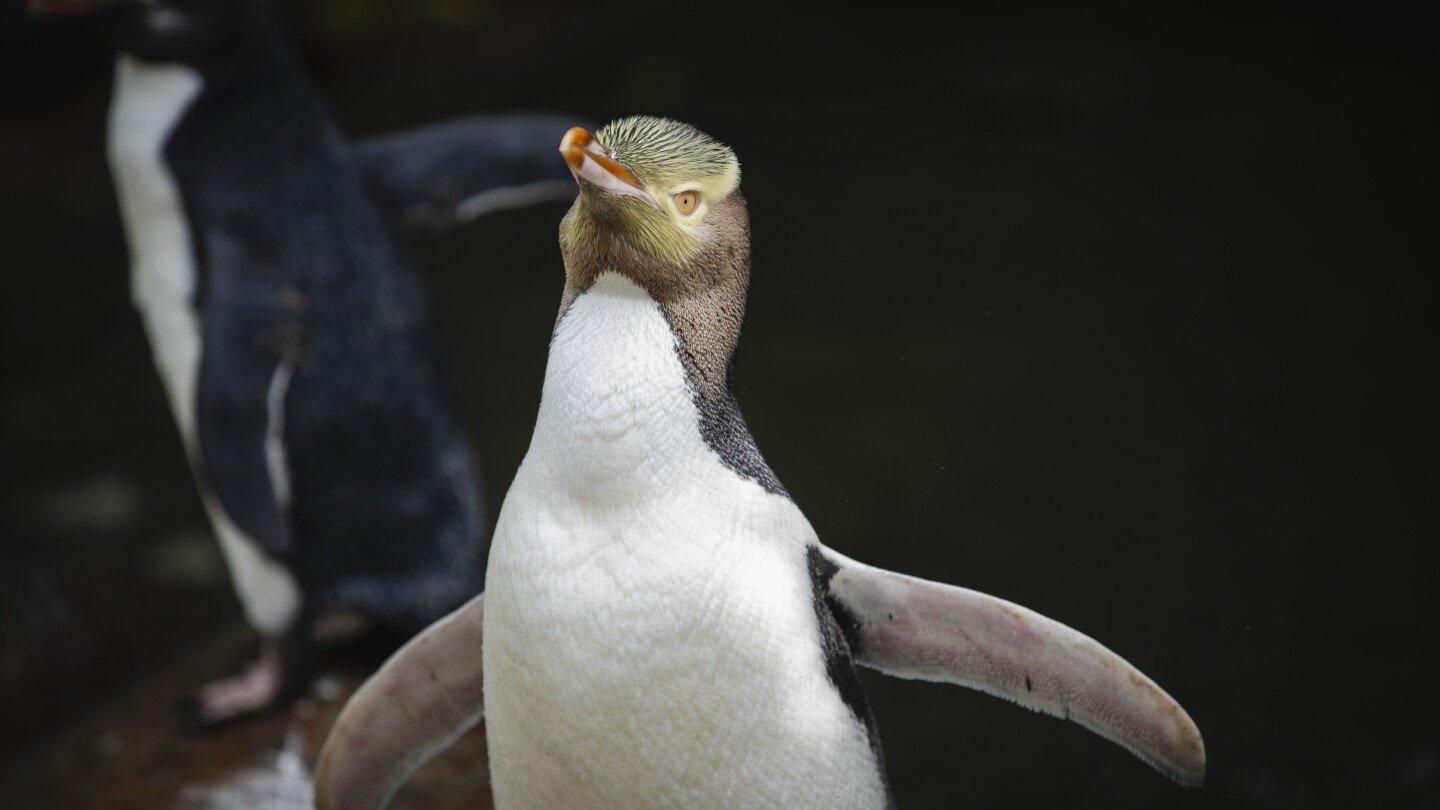 A shy penguin wins New Zealand's bird election after campaign filled with memes and tattoos