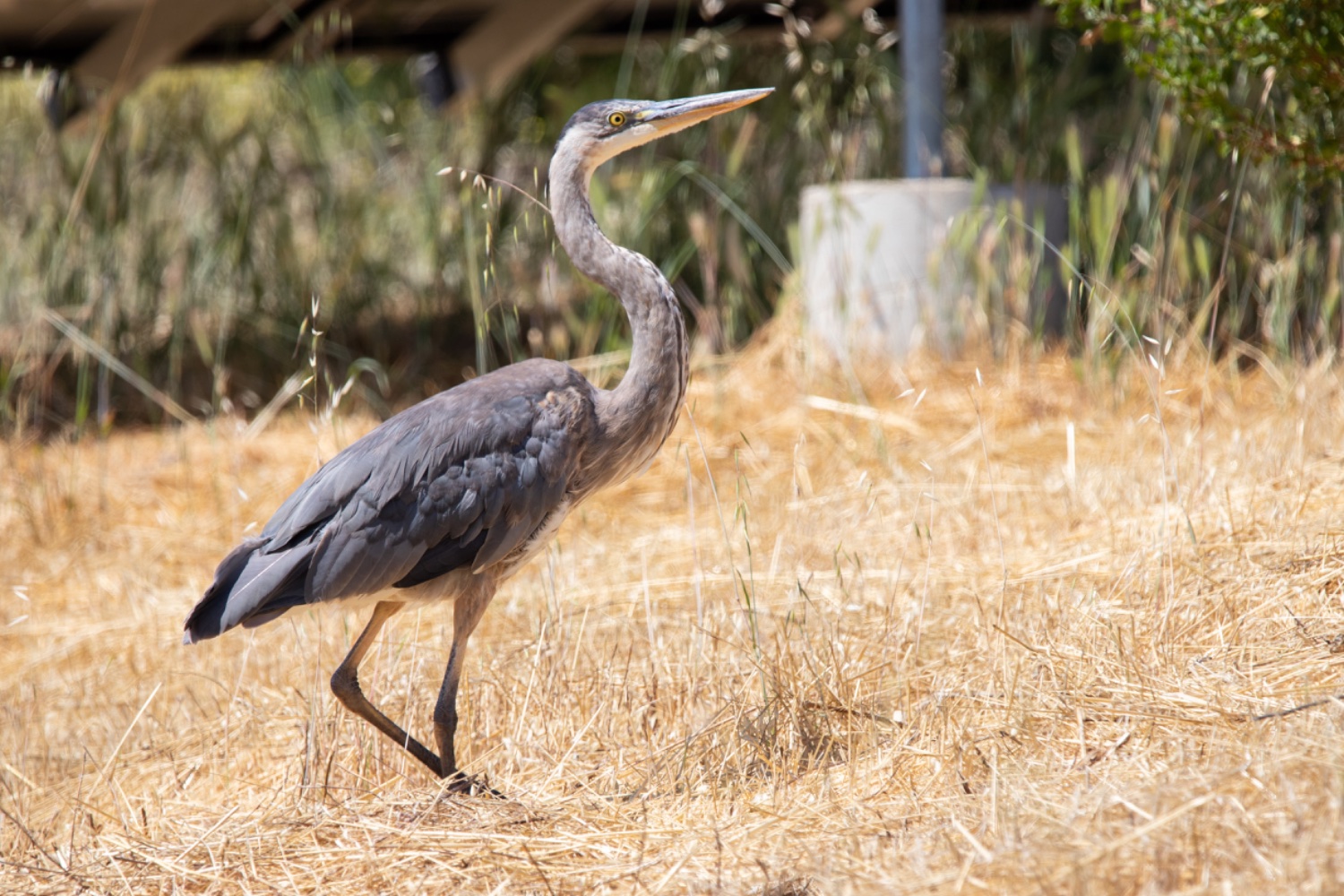 Great Blue Heron, CA